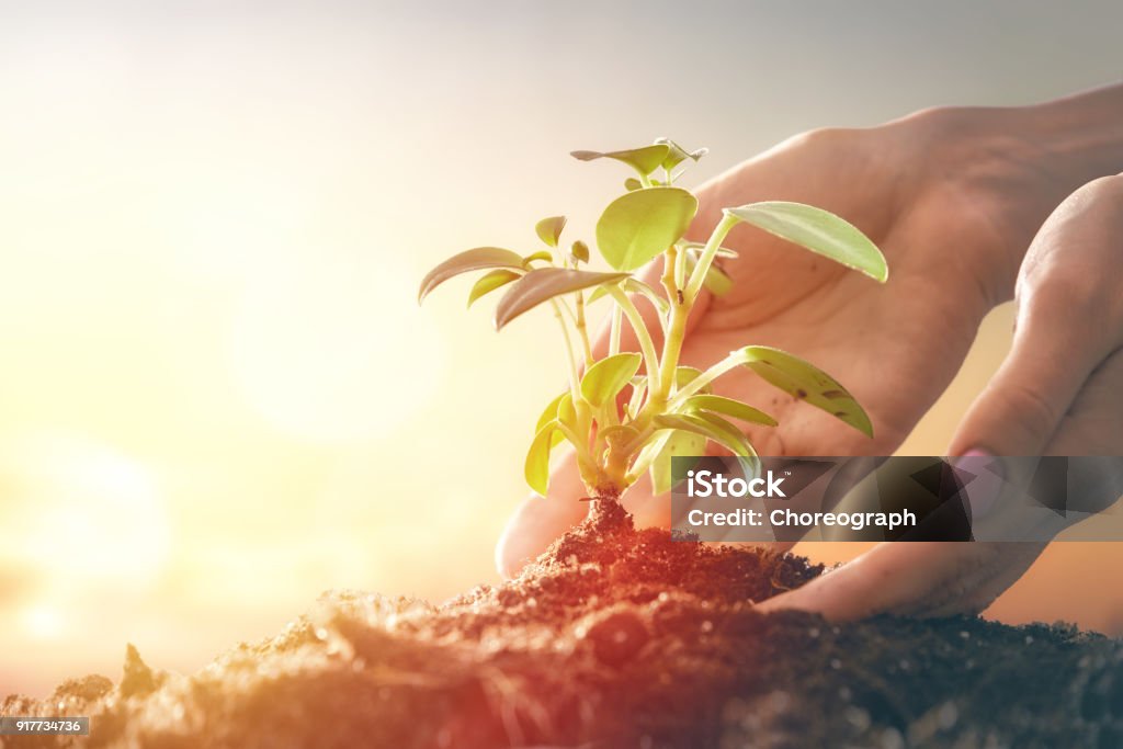 Person holding green sprout. Concept of generation and development. Person is holding in hands green sprout. Spring, nature, eco and care. Abstract Stock Photo