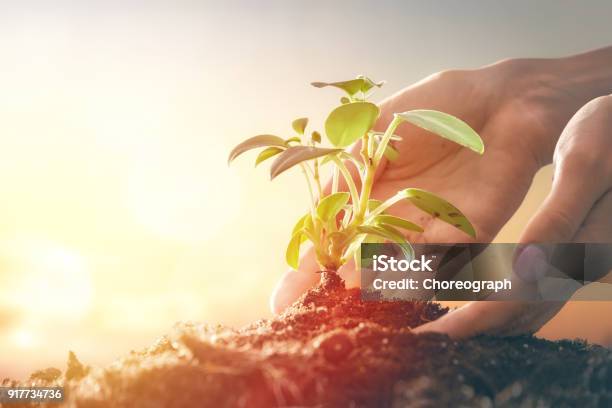Person Holding Green Sprout Stock Photo - Download Image Now - Abstract, Dirt, Hand