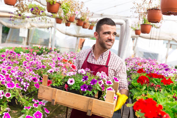 istock Male garden worker holding a crate with flowers 917734926