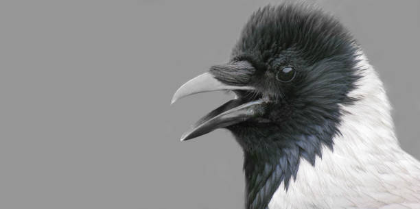 istock The head of a bird is a crow. 917735148