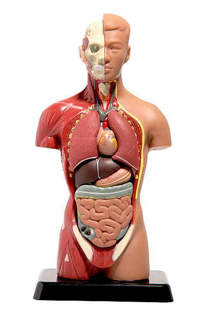 anatomía humana modelo - modelo anatómico fotografías e imágenes de stock