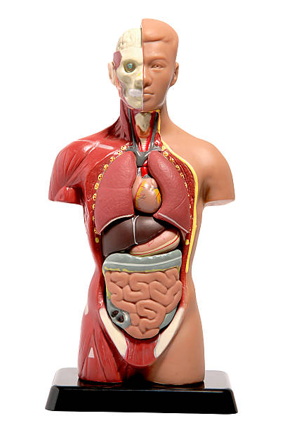 Human Anatomy Model  human duodenum stock pictures, royalty-free photos & images