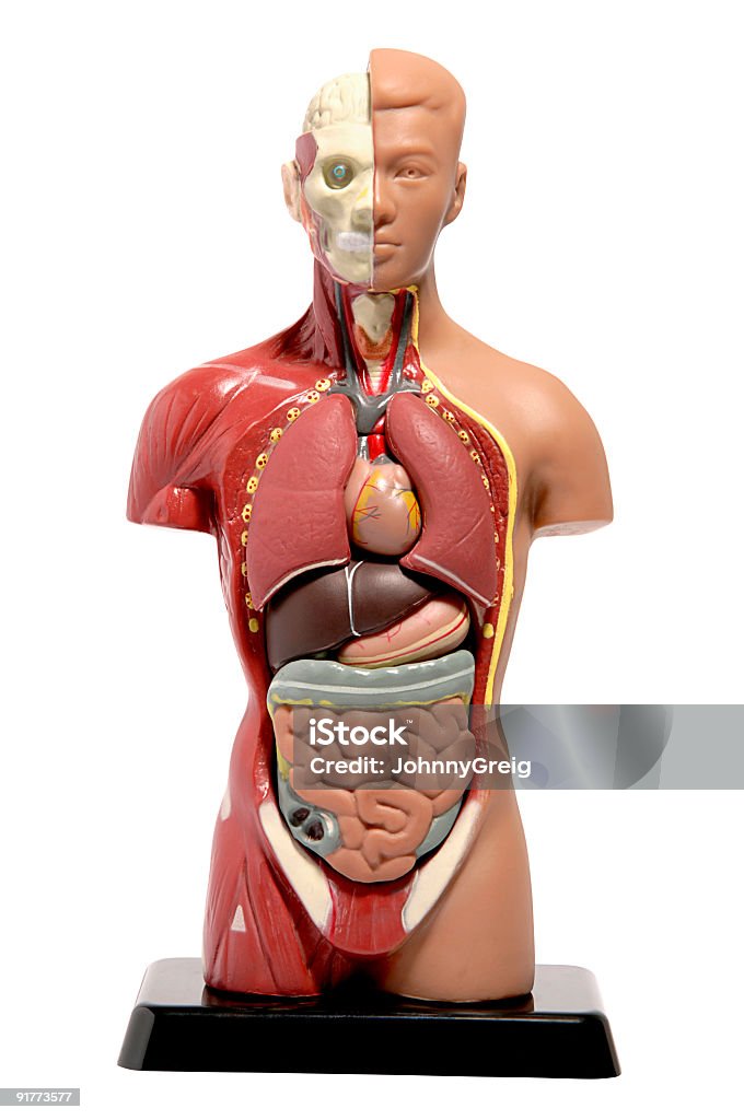 Modelo de anatomia humana - Royalty-free Modelo Anatómico Foto de stock