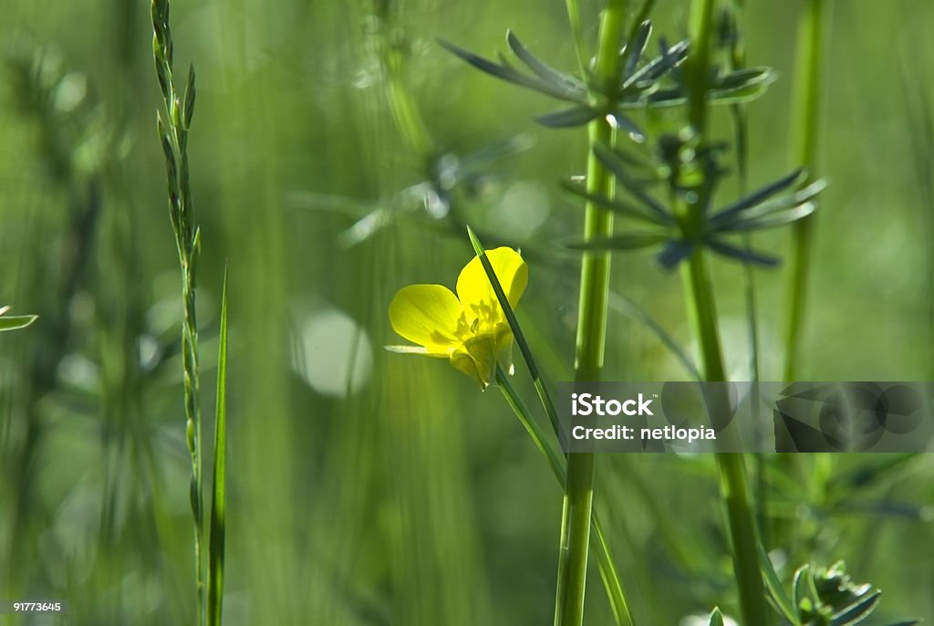 Amarilla flor en un prado - Foto de stock de Aire libre libre de derechos