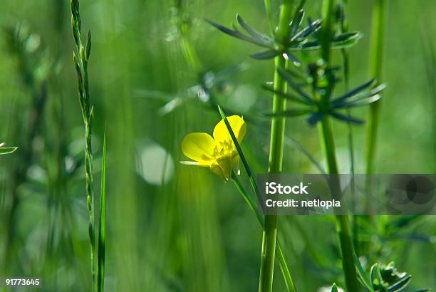 Amarilla Flor En Un Prado Foto de stock y más banco de imágenes de Aire libre - Aire libre, Amarillo - Color, Belleza de la naturaleza