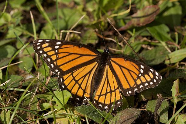 monarch butterfly in grass stock photo