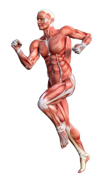 istock 3D rendering male anatomy figure with muscles map on white 917739514