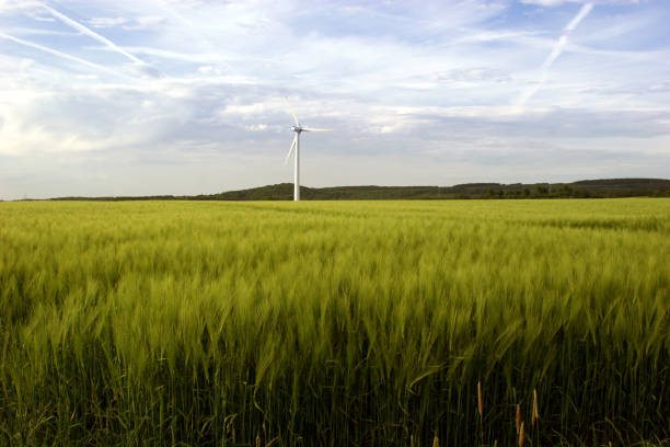 moinho de vento por um campo de trigo verde - klimaschutz - fotografias e filmes do acervo