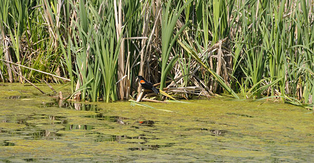 istock Bird in the reeds 91773994