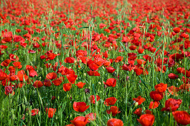 istock Nice poppy field can be used as a background 91774153