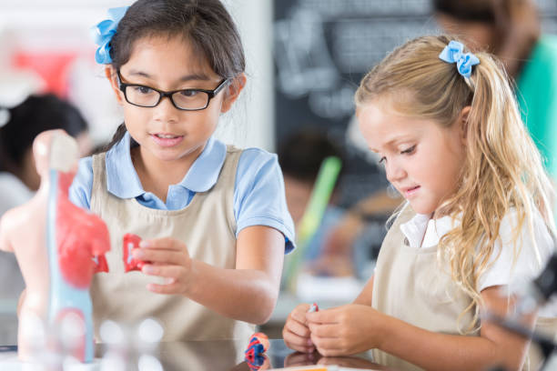 istock Elementary schoolgirls learn about the human body in science class 917744880