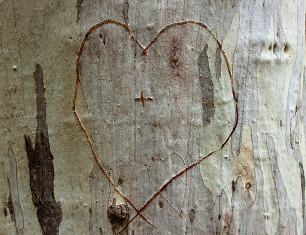 istock Two Hearts engraved in tree trunk - The love story 91775234