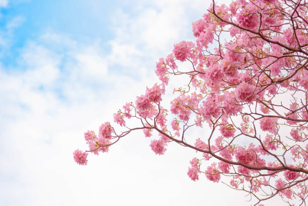 Beautiful Pink Trumpet flower or Tabebuia heterophylla Beautiful Pink Trumpet flower or Tabebuia heterophylla with blue sky tabebuia heterophylla stock pictures, royalty-free photos & images