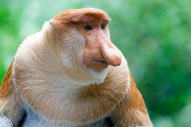 mono násico - leaf monkey fotografías e imágenes de stock