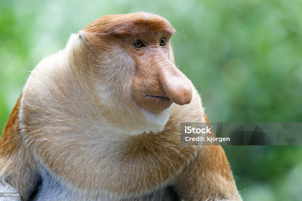 Proboscis monkey  Proboscis Monkey Stock Photo