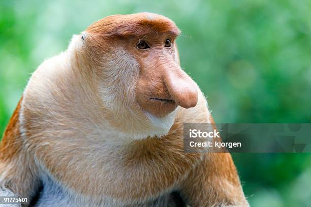 Proboscis Monkey Stock Photo - Download Image Now - Proboscis Monkey, Island of Borneo, Monkey