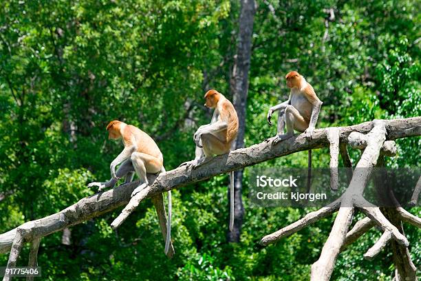 Proboscis Monkeys Stock Photo - Download Image Now - Animal, Animal Nose, Animals In The Wild