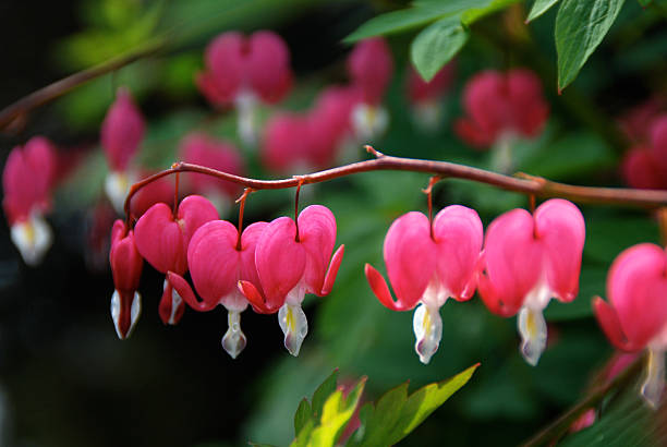 istock Bleeding Hearts Pink Flowers in Bloom 91775495
