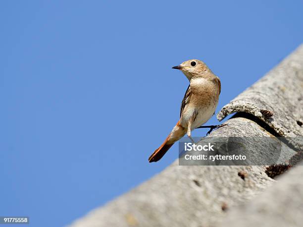 Redstart Na Dachu - zdjęcia stockowe i więcej obrazów Afryka - Afryka, Bez ludzi, Biały