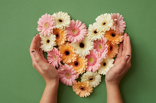 Hands of a girl holding a heart of fresh gerbera flowers on a green background. St. Valentine's Day flat lay copy space