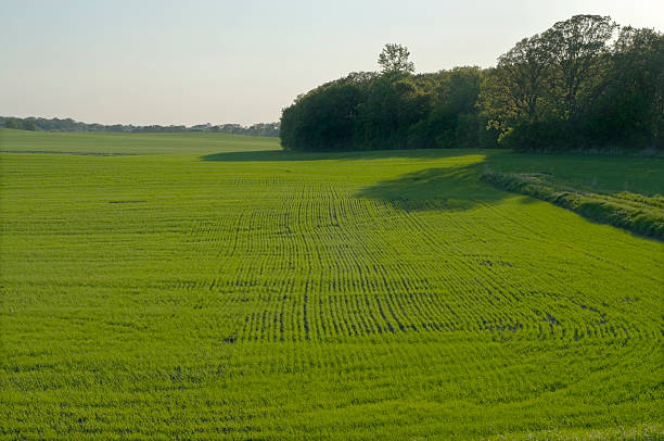 istock Bright Green Field in Front of Trees 91775668