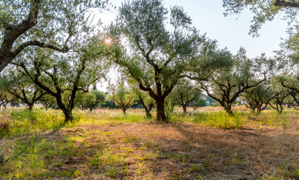 uliveto, frutteto al mattino presto, sorgere il sole. questa immagine è contrassegnata con gps. - oliveto foto e immagini stock