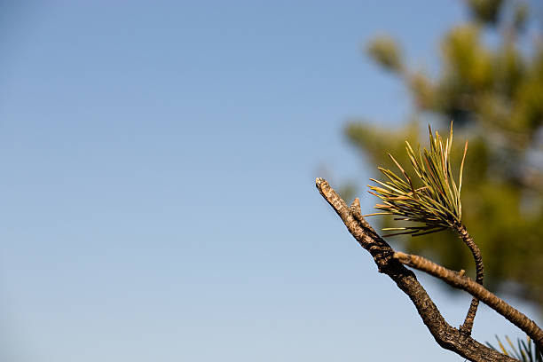 Pinus Mugo Branch with Blue Sky Background stock photo