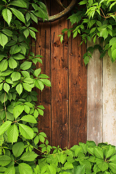Pared de madera con hojas verdes - foto de stock