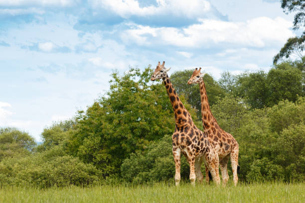 two giraffes walking through an area of green trees