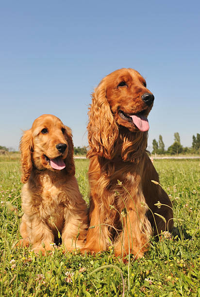 istock cocker spaniel, adult and puppy 91776181