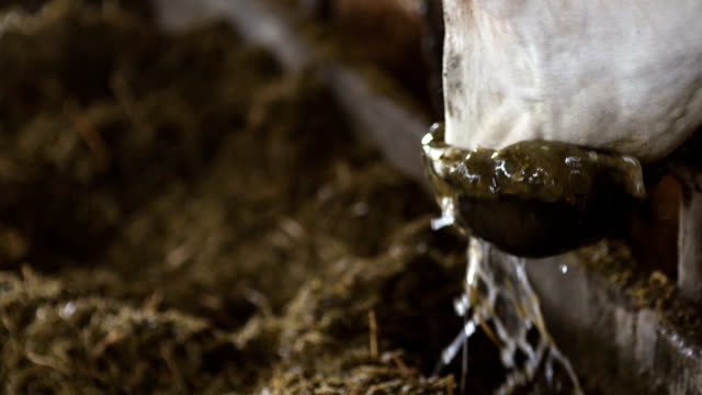 Cow eating hay in farm barn agriculture. Dairy cows in agricultural farm barn.
