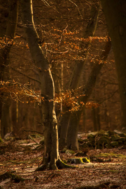 istock Winter Beech Tree and Golden Sunshine 917762706