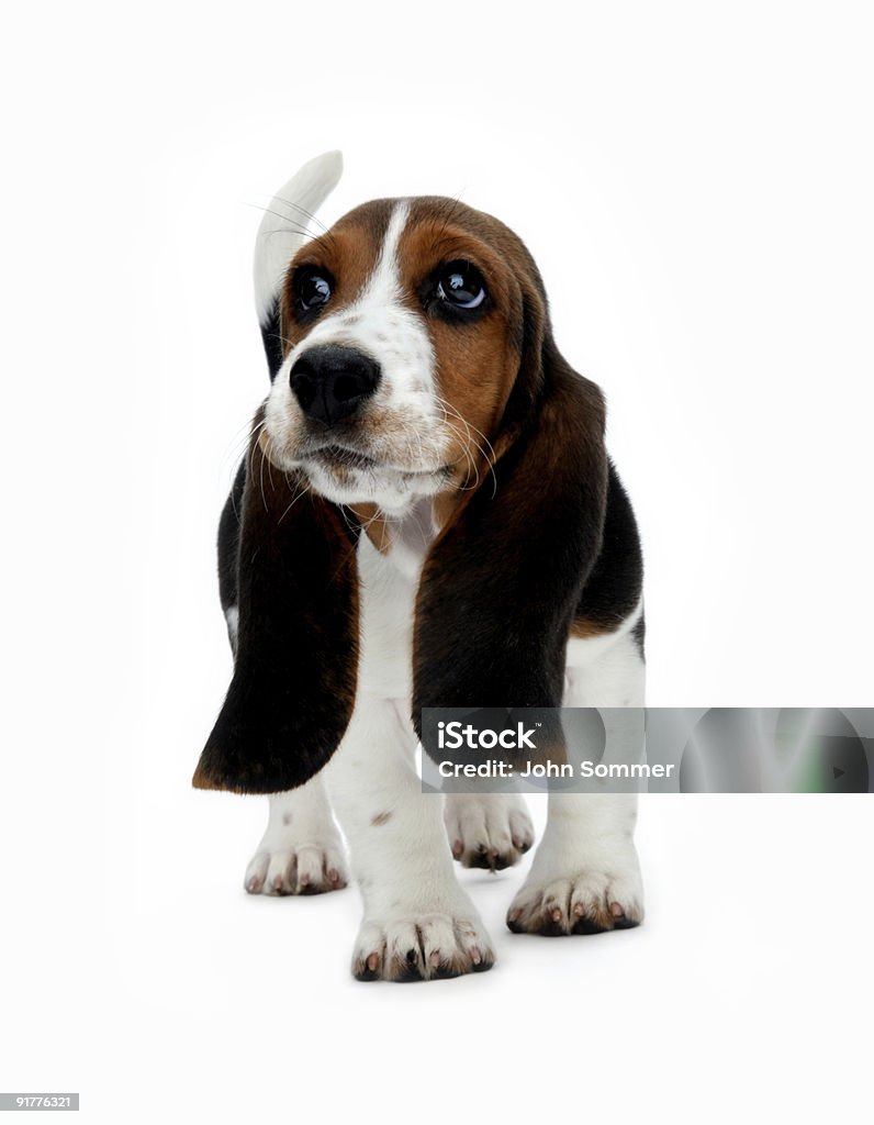 Niedlichen Hund Basset - Lizenzfrei Welpe Stock-Foto