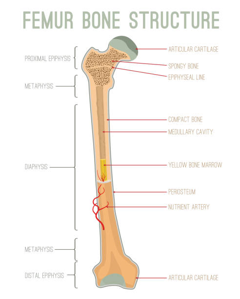 illustrations, cliparts, dessins animés et icônes de structure osseuse du fémur - femur bone