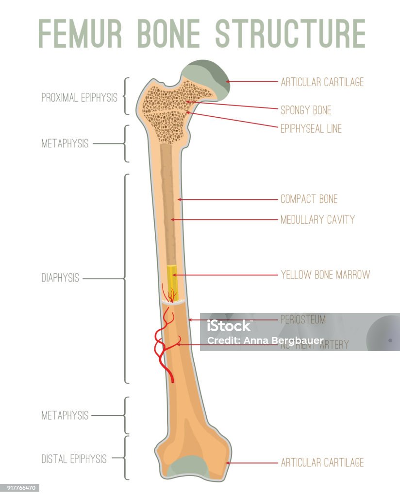 Femur Bone Structure Femur bone structure. Human health concept useful for medical, anatomy and biology educational poster design. Vector illustration with detailed information isolated on a white background. Bone stock vector