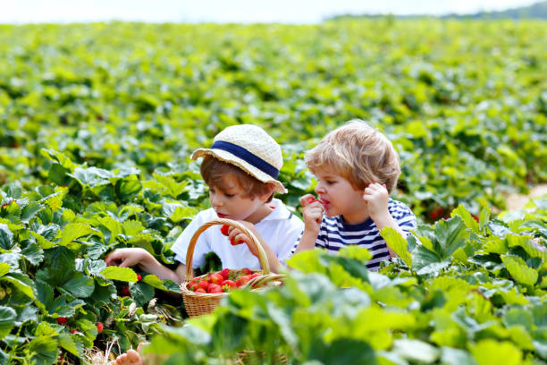 istock Two little sibling boys on strawberry farm in summer 917766536