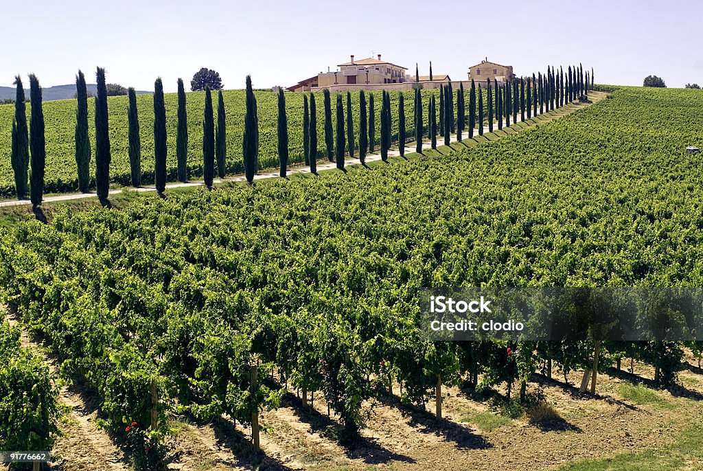 Umbria - Farm with vineyards and cypresses Umbria (Italy) - Farm with vineyards and cypresses at summer near Perugia, rural landscape in a bright summer day Agriculture Stock Photo