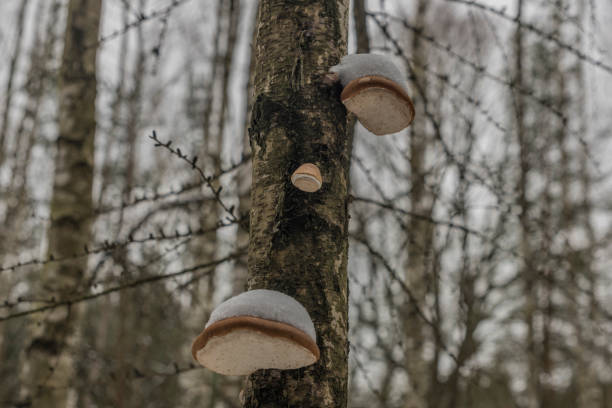 istock Polypore mushroom in winter cold dark day 917766866