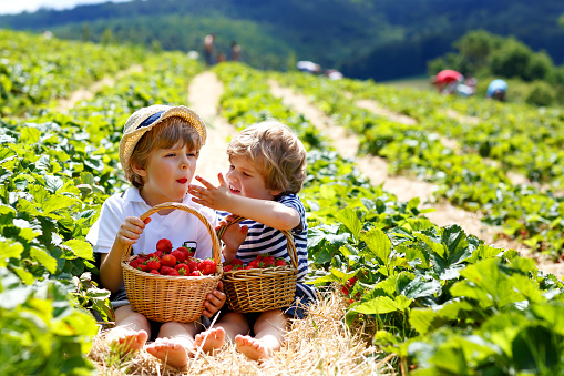Dos niños pequeños hermanos on strawberry farm en verano photo