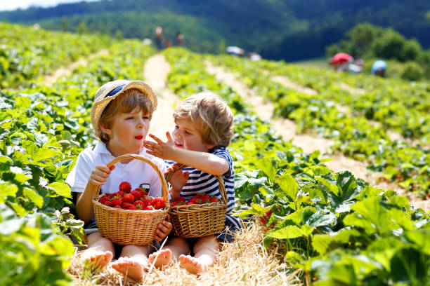 Two little sibling boys on strawberry farm in summer