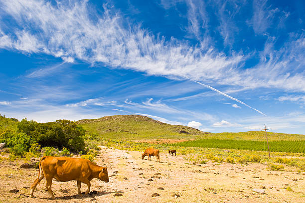Wide angle of cows in a field stock photo