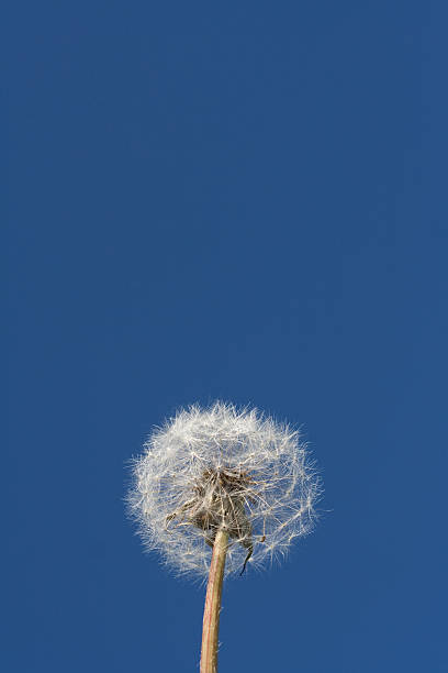 Dandelion stock photo