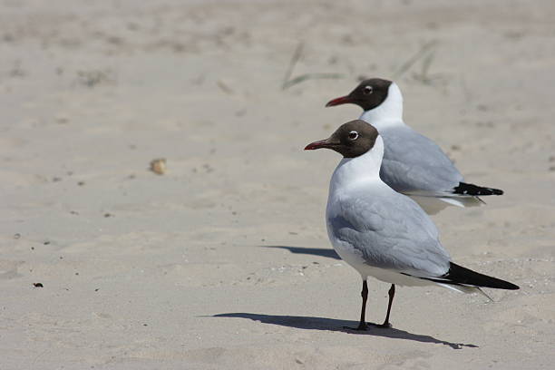 Two seagulls stock photo