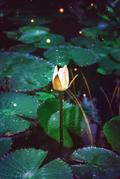 istock Glowing water lily on the pond 917770722