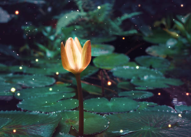 istock Glowing water lily on the pond 917770738