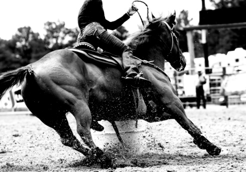Rodeo carrera de caballos entre barriles en primer plano (BW photo