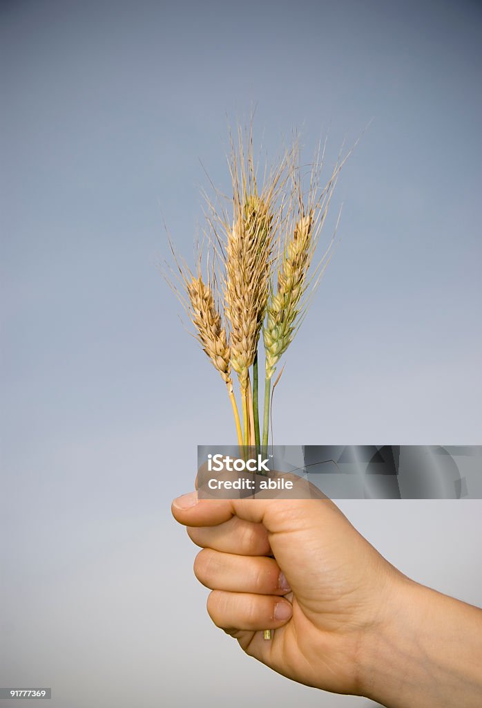 Trigo en mi mano - Foto de stock de Agarrar libre de derechos