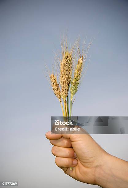 Grano In Mano - Fotografie stock e altre immagini di Agricoltura - Agricoltura, Alimentazione sana, Appuntito