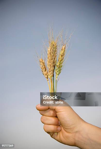 Пшеница В Мою Руку — стоковые фотографии и другие картинки Близко к - Близко к, Близость, В полный рост