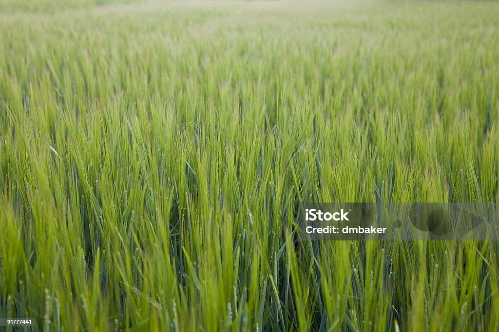 Fundo de natureza - Foto de stock de Agricultura royalty-free